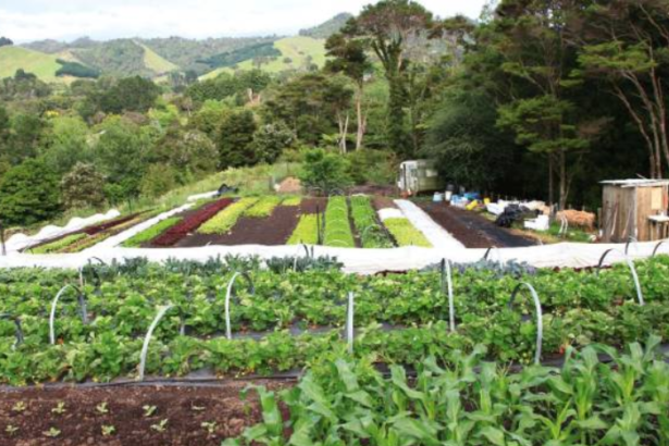 The Backyard Homestead: Produce All the Food You Need on Just a Quarter Acre!