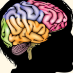 The Learning Brain Memory and Brain Development in Children